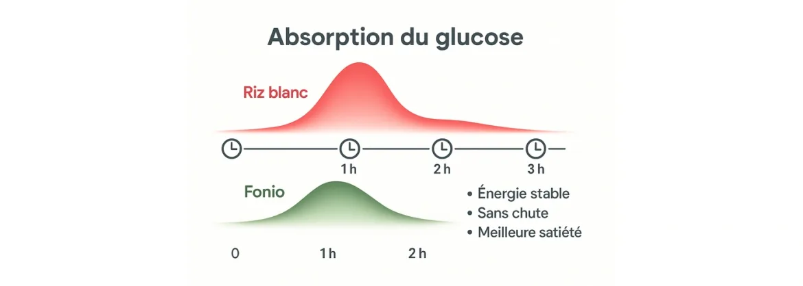 Timeline absorption glucides (Fonio vs Riz blanc)