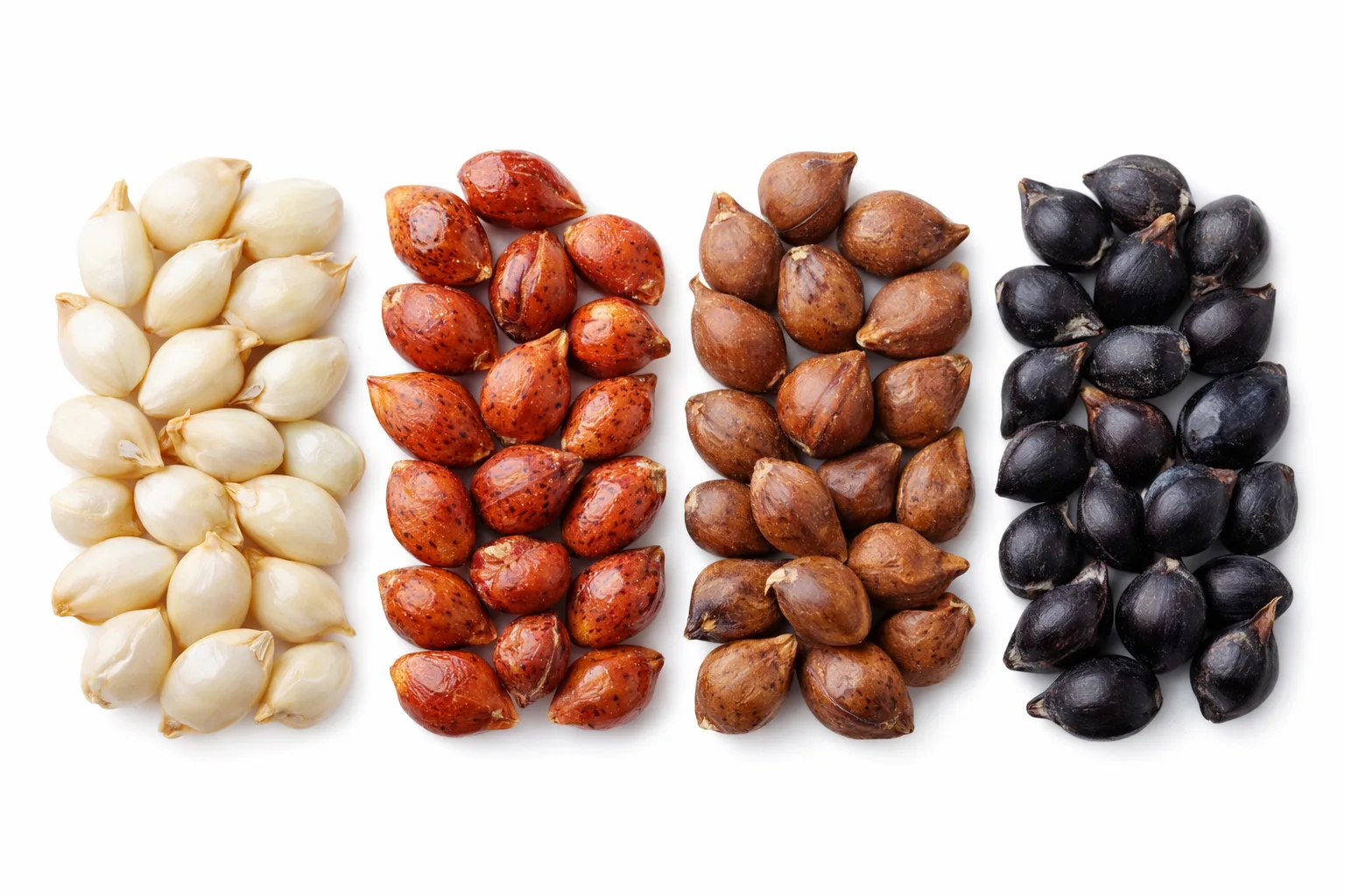 Comparaison visuelle des quatre vari&eacute;t&eacute;s de grains de sorgho : blanc, rouge, brun et noir