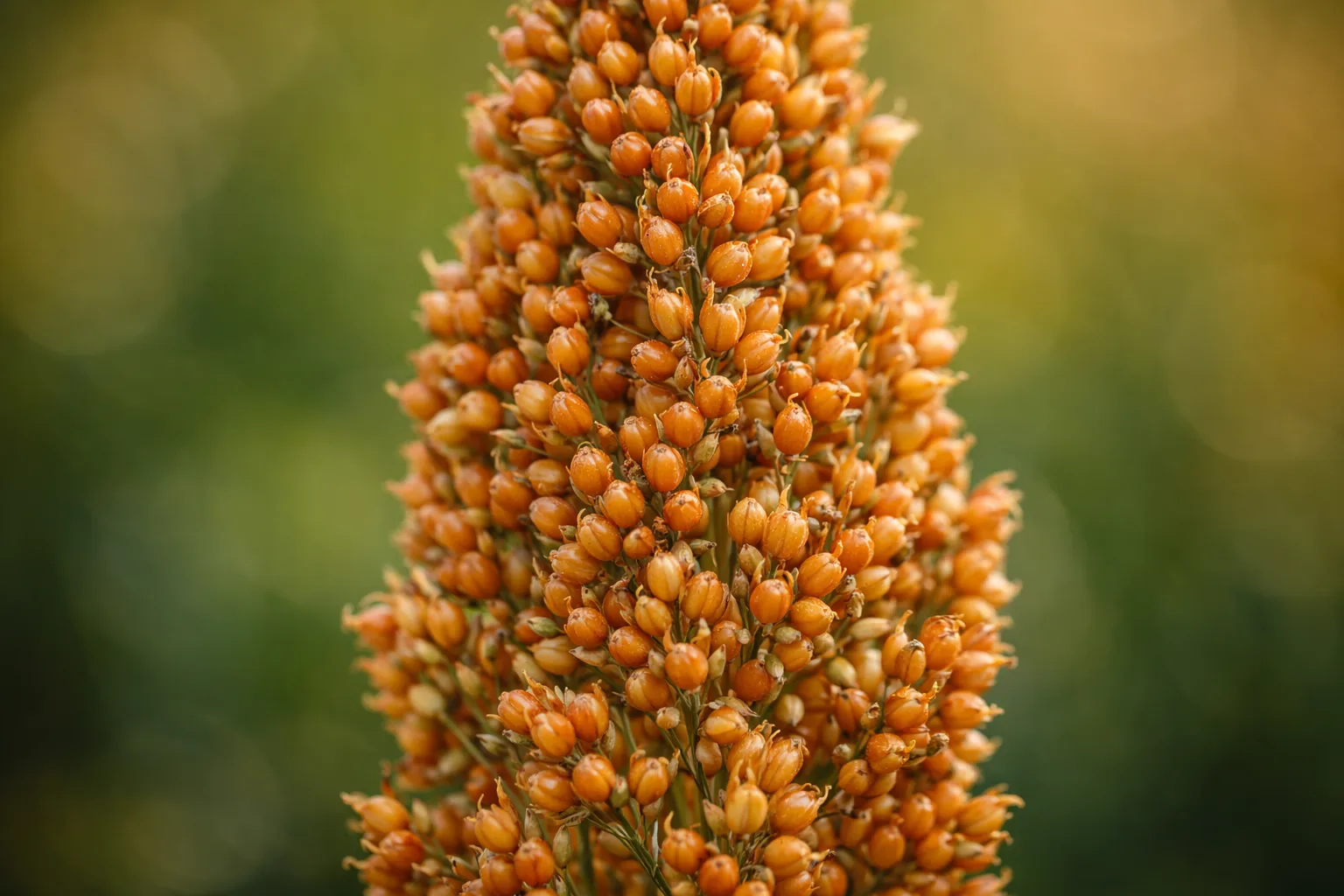 Gros plan macro sur une panicule de sorgho avec grains matures dor&eacute;s pr&ecirc;ts &agrave; la r&eacute;colte
